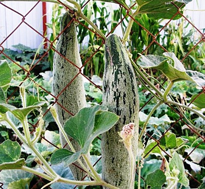  (Trichosanthes anguina L. Pentala Ular) Трихозант ангуина «Петола Улар» 