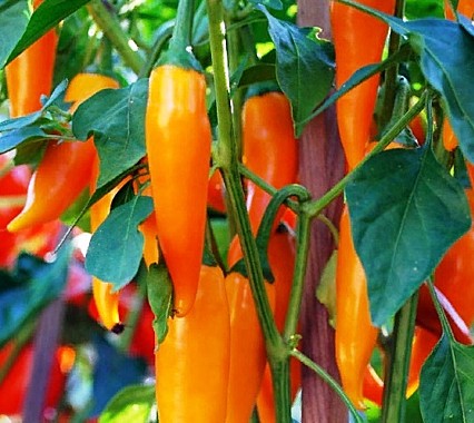 Острый перец Bulgarian carrot (Болгарская морковь)